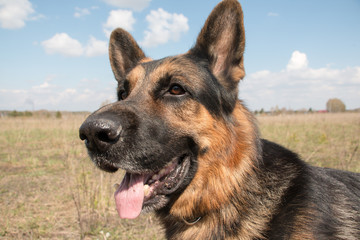 Dog german shepherd in a spring day