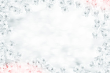 White jasmine The branch delicate spring flowers