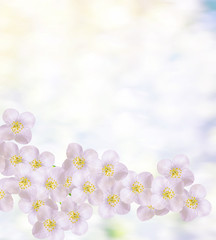 White jasmine The branch delicate spring flowers