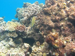 Fototapeta na wymiar barrière de corail