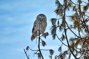 grey owl strix on a tree pine branch and blue sky background