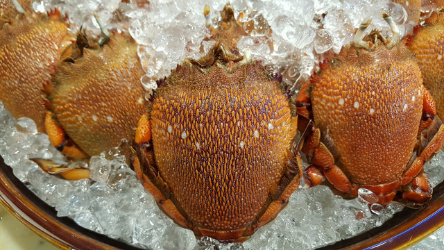 Crab cicada sea food