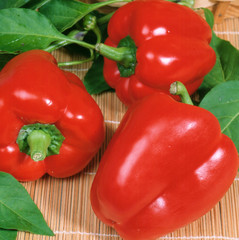 Fresh sweet red bell peppers with leaves
