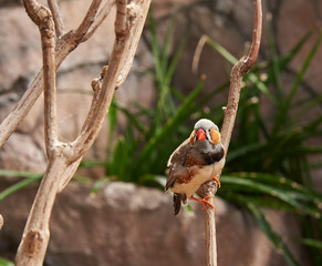 Zebra-finch sitting on a branch