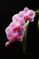 Fototapeta na wymiar blooming pink orchid / pink orchid blossoms on a dark background