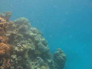 Obraz premium barrière de corail