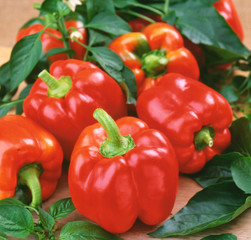 Fresh sweet red bell peppers with leaves