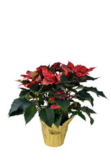 Speckled Poinsettia