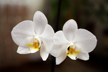 Naklejka na ściany i meble background orchid