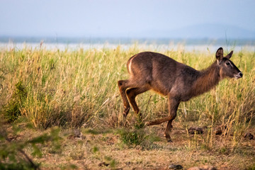 Waterbuck antelope on savanna