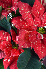 Speckled Poinsettia