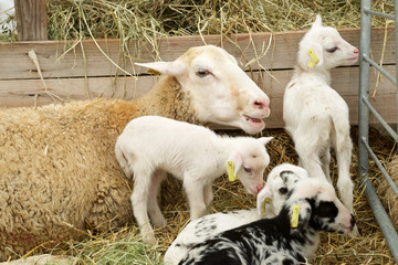 Fototapeta premium Sheep close up