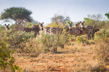 Fototapeta na wymiar Zebras on savanna, Kenya, East Africa