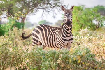 Zebra on savanna, Kenya, East Africa