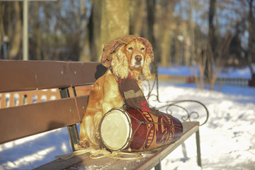 Spaniel dog playing in the Indian drum