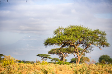 Acacia trees on savanna and Kilimanjaro