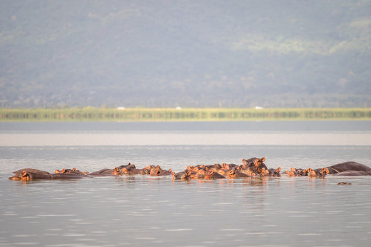 Hippopotamus family resting in a lake, Nairobi National Park, Kenya