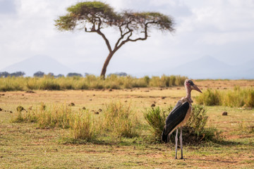 Very big birds called marabous