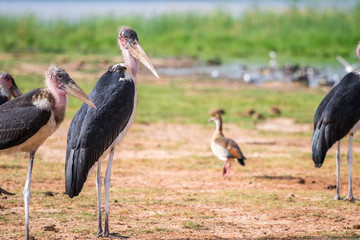 Very big birds called marabous
