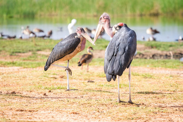 Very big birds called marabous