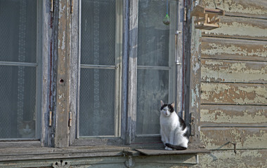 cat, window, even the cat