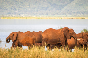 Fototapeta na wymiar Elephants over Jipe Lake, Kenya