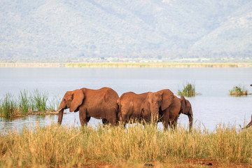 Naklejka premium Elephants over Jipe Lake, Kenya