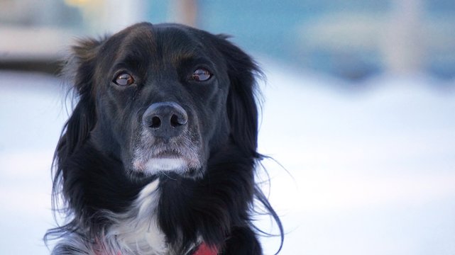 Wise Brittney spaniel dog outside in the snow