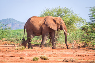 Naklejka premium Elephant among acacia tress , Kenya