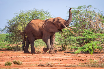 Elephant among acacia tress , Kenya