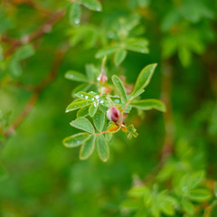 Drops of dew on the green leaves