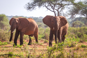 Fototapeta na wymiar Elephants on savanna, Kenya