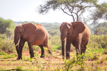 Fototapeta na wymiar Elephants on savanna, Kenya