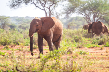Naklejka na ściany i meble Elephants on savanna, Kenya