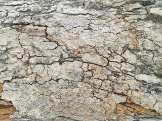 wood texture