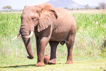 Fototapeta na wymiar Huge elephant over Jipe Lake, Kenya