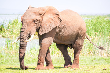 Huge elephant over Jipe Lake, Kenya