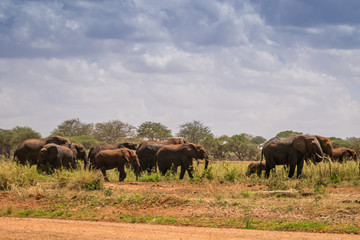 Plakat Elephants over Jipe Lake, Kenya