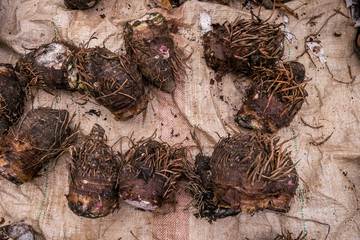 Yam sold on african market