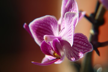 Obraz premium Orchidee