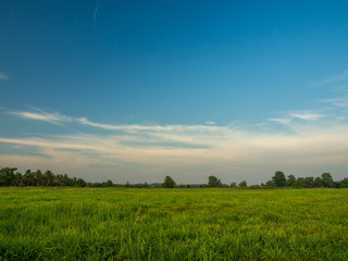 Obraz premium green field with the blue sky