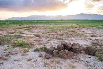 Elephant's excrement in national park of Kenya, Africa