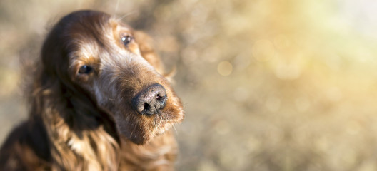 Nose of a beautiful old Irish Setter dog