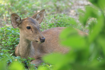 Asian deer close up in the zoo, Thailand