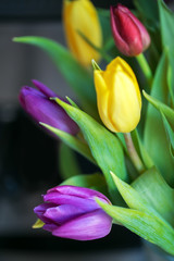 Tulip buds closeup