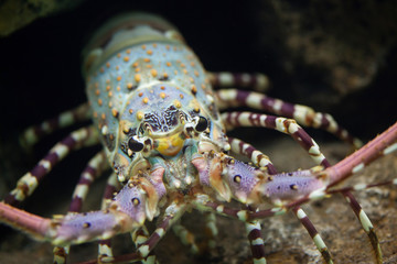 Caribbean spiny lobster (Panulirus argus)