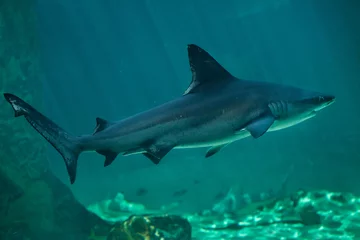Fotobehang Sandbar shark (Carcharhinus plumbeus). © Vladimir Wrangel