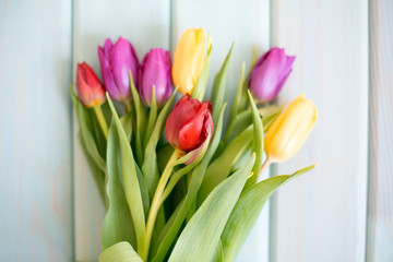 Multi-colored tulips on a light blue wooden background