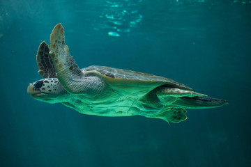 Obraz premium Loggerhead sea turtle (Caretta caretta).