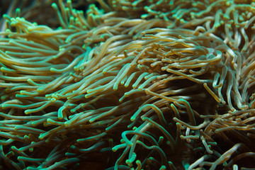 Fototapeta na wymiar Bubble-tip anemone (Entacmaea quadricolor).